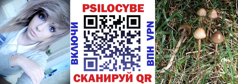 Псилоцибиновые грибы Psilocybine cubensis  Цивильск 